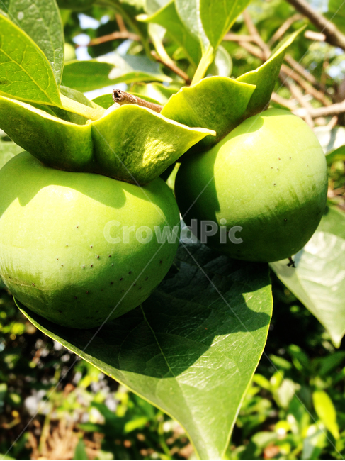 식물,열매,감,풋감,과일,과일,열매,fruit