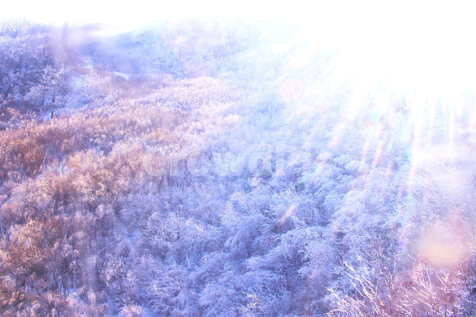 설경,눈,겨울,나무,빛,몽환,몽환적,nature,자연,outdoors,옥외,ice,빙,겨울,계절,winter,season