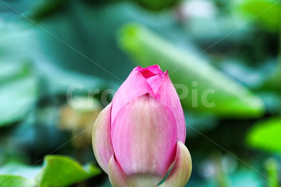 연똧,여름,식물,꽃,일상,식물,자연,plants,nature,꽃,flower