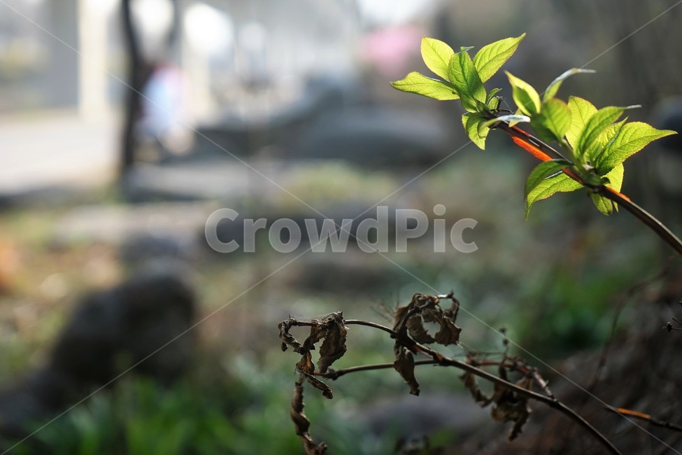눈,싹,자연,식물,나무,연두색,녹색,봄,nature,season,vivid,식물,자연,plants,nature