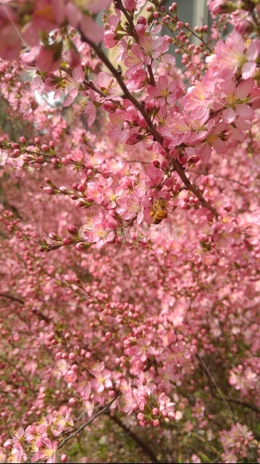 꽃,flower,식물,blossom,벌,봄,식물,자연,plants,nature,꽃,flower