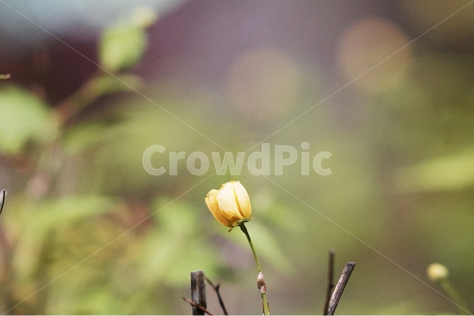 봄,꽃,향기,보케,아웃포커싱,봄,계절,spring,season,식물,자연,plants,nature,꽃,flower,plant