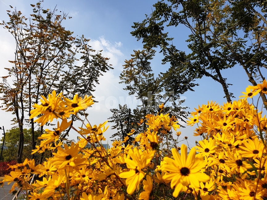 plant,꽃,나무,식물,하늘