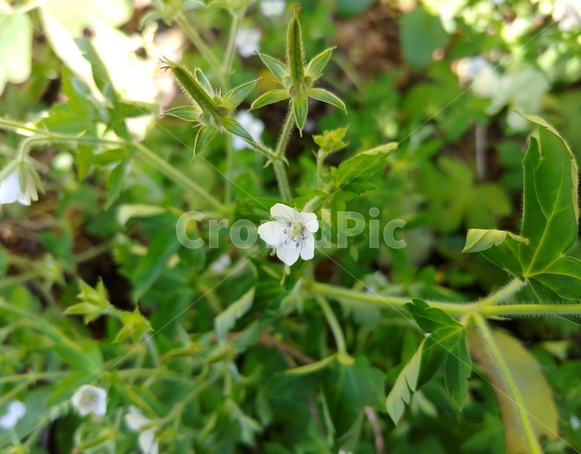 plant,식물,꽃,flower,blossom,이질풀,초록,작은꽃