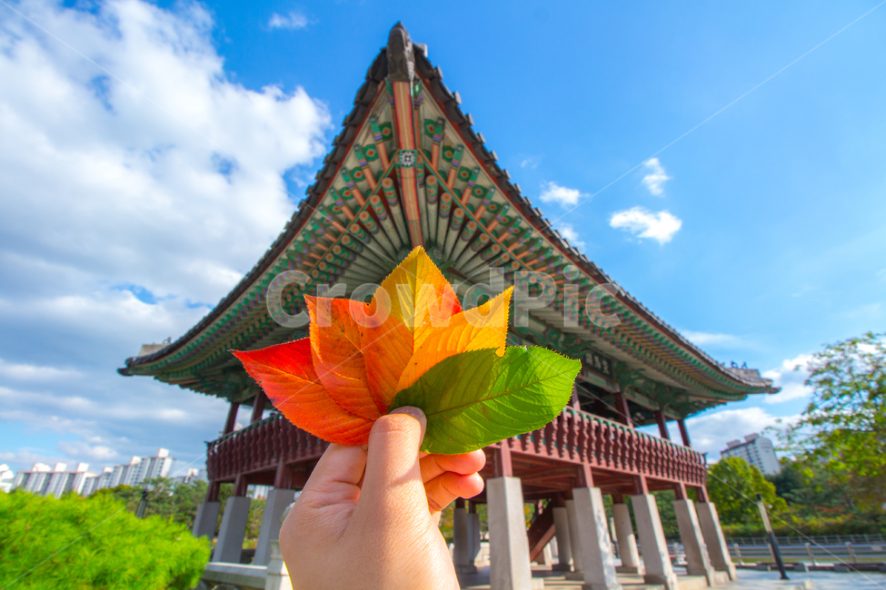 경기도,성남,분당,분당중앙공원,공원,수내동,가옥,단풍,가을,한국,전통,자연,풍경,구름,하늘,가을,계절,fall,autumn,season,랜드마크,landmark,tourist attraction,한국랜드마크,한국관광지,한국명소,korea landmark,korea tourist attraction,건축물,건물외관,exterior,building,structure,architecture,construction,plant,식물,leaf,잎