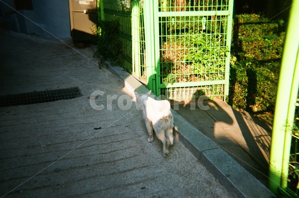 고양이,길고양이,뒷모습,골목,cat,street,그림자,걷기,골목길,동네길,동네