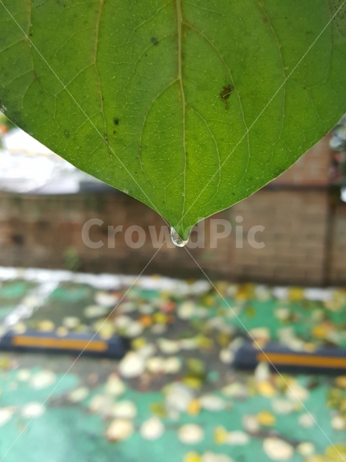 식물,물방울,감잎,나뭇잎,초록,식물,자연,plants,nature