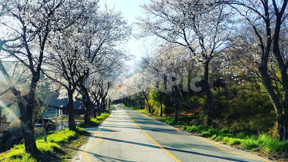벚꽃,꽃,풍경,자연,나무,화사,밝음,자연,풍경,nature,landscape,asphalt,아스팔트,road,도로