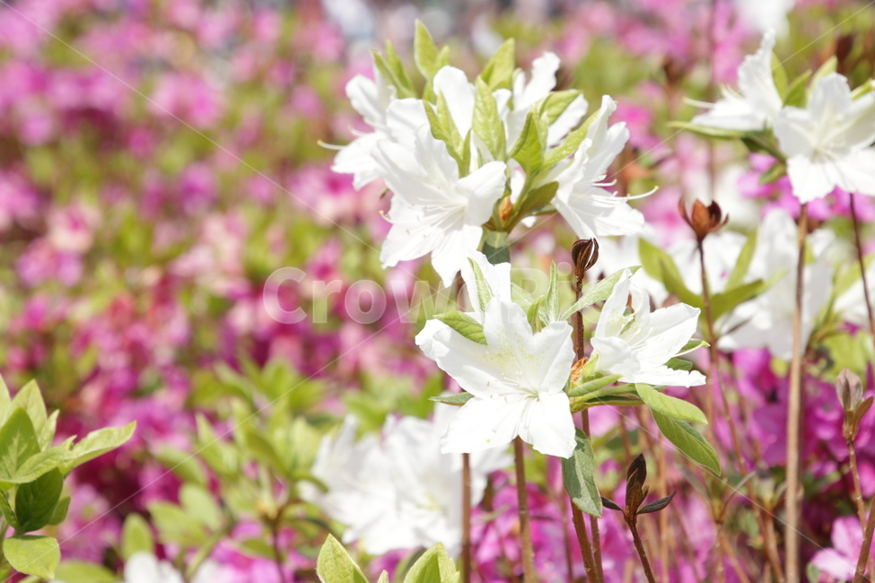 철쭉,꽃,봄,봄꽃,봄꽃축제,flower,꽃망울,꽃밭,흰,흰꽃,white,whiteflower,흰색,하얀,하얀색,봄,계절,spring,season,식물,자연,plants,nature,꽃,flower,plant,blossom