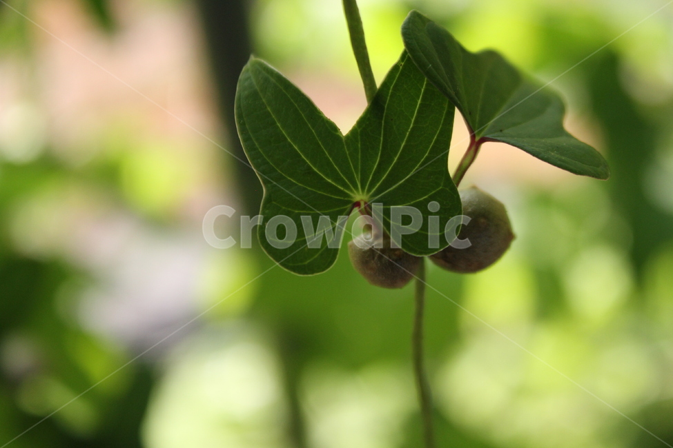 마,참마,산우,식물,열매,식물,자연,plants,nature,과일,열매,fruit