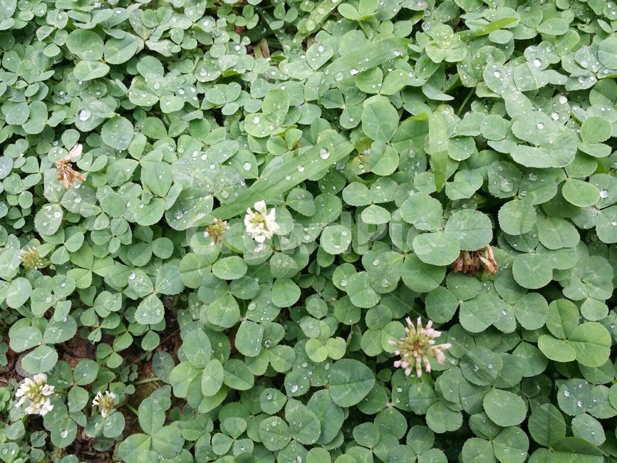 자연,꽃,시계꽃,풍경,풀,네잎클로버,세잎클로버,들꽃,봄,식물,자연,plants,nature,꽃,flower