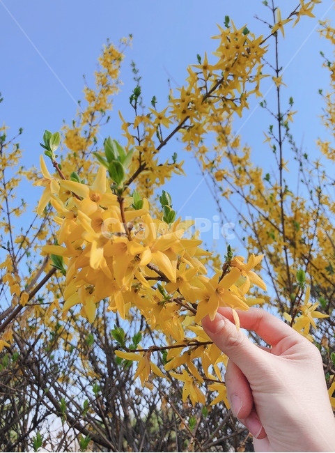 벚꽃,나무,봄,꽃,식물,자연,plant