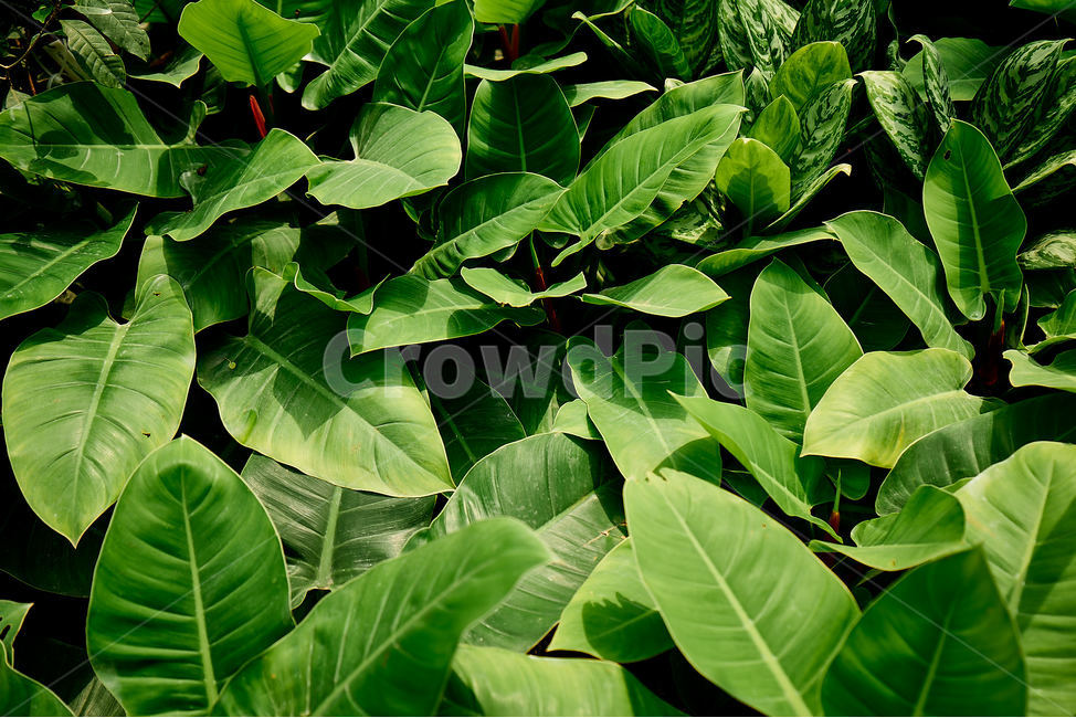 꽃,식물,초록색,plant,green,jungle