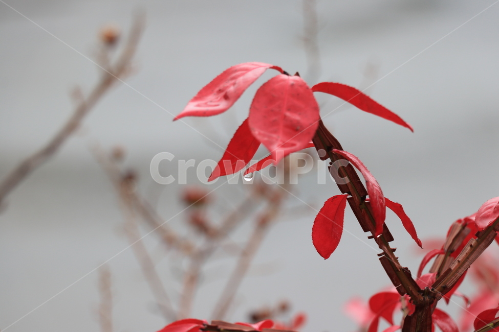 가을,낙엽,비,autumn,rain,가을비,autumnalrain,가을,계절,fall,autumn,season,식물,자연,plants,nature,plant,leaf,잎