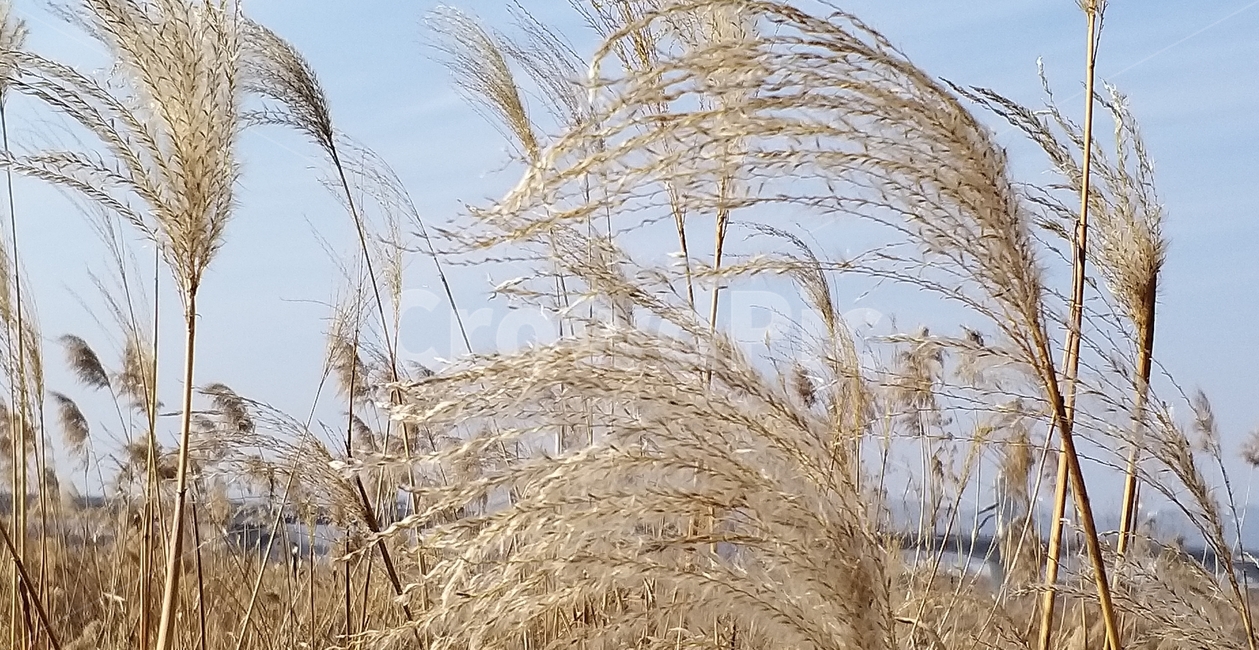 갈대,억새,억새풀,grass,식물,reed,가을,계절,fall,autumn,season