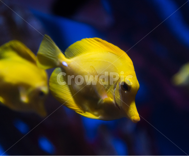 옐로우탱,탱,해수어,아쿠아리움,수족관,동물,animal,어류,물고기,fish