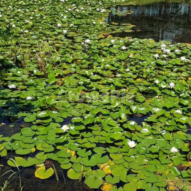 nature,자연,연못,plant,식물,pond,연잎,연꽃,lotus,shine,반짝반짝,식물,자연,plants,nature