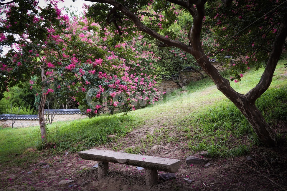 배롱나무,하목정,여름,분홍꽃,배롱,쉼터,풍경,벤치,옥외,식물,자연,plants,nature,꽃,flower,나무,trees,wood