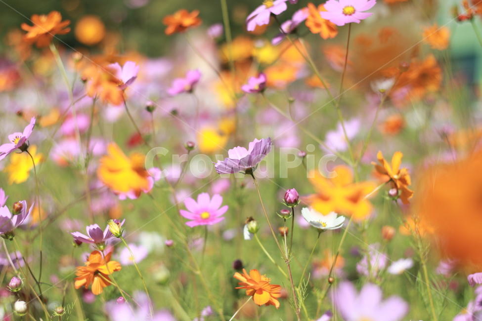 황화코스모스,코스모스,꽃,식물,가을꽃,분홍코스모스,가을,계절,fall,autumn,season,식물,자연,plants,nature,꽃,flower,plant,anemone,아네모네,blossom,petal,꽃잎,geranium,제라늄,spring,봄