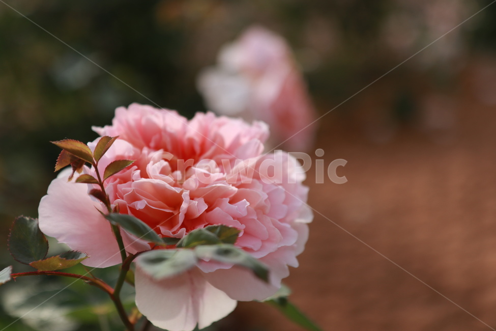 꽃,분홍꽃,꽃밭,정원,flower,garden,식물,plant,여름,summer,봄,spring,풍경사진,landscape,공원,식물,자연,plants,nature,꽃,flower