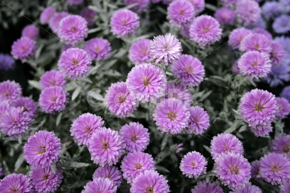 국화,꽃,가을,color,flower,식물,자연,plants,nature,꽃,flower