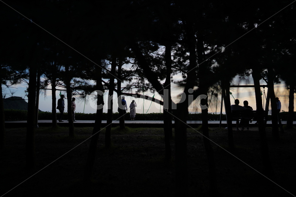tree,나무,plant,식물,human,인간,person,사람,silhouette,실루엣
