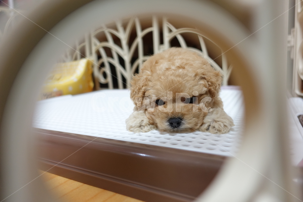 푸들,새끼푸들,강아지,푸들강아지,새끼강아지,동물,animal,포유류,mammal,개,강아지,dog,doggy