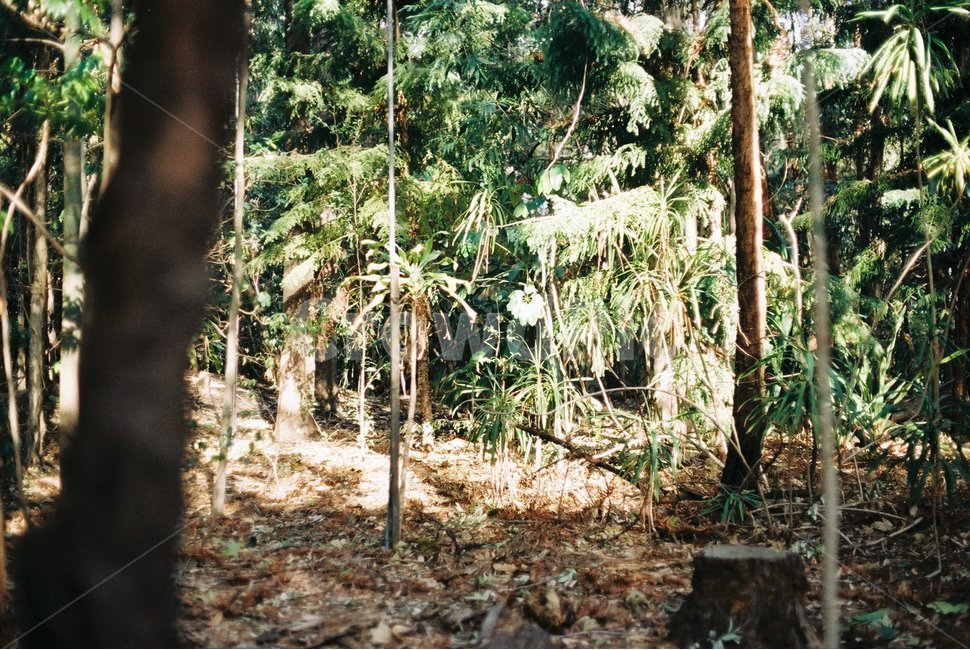 숲,나무,숲속,자연,수풀,nature,forest,필름사진,산,산속