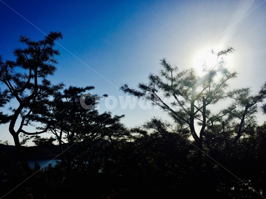 소나무,풍경,해,하늘,진양호,실루엣,자연,풍경,nature,landscape,flare,플레어,light,빛,sunlight,햇빛