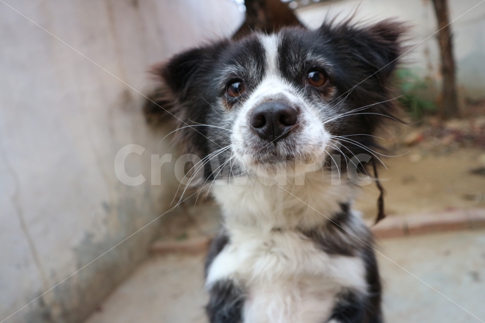 강아지,동물,개,애완견,감성,동물,animal,포유류,mammal,개,강아지,dog,doggy