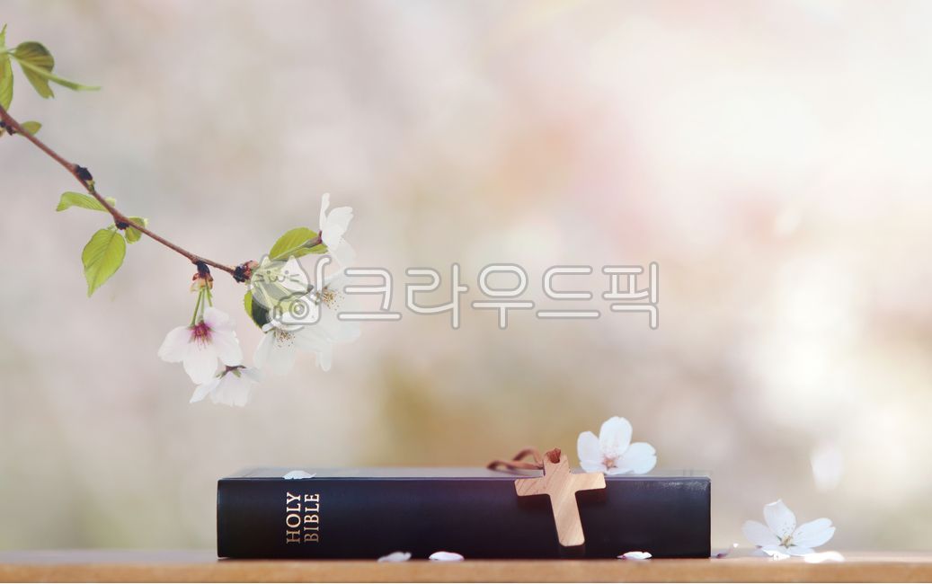 Holy Spirit,Easter,symbol,cherry tree,Bible book background,sunshine,suffering,tree branch,Bible,church,bright,faith,spring,petal,Jesus,white,grace,evangelism,cathedral,holy,nature,cross,tree,Christianity,Jesus Christ,resurrection,cross background,flower,