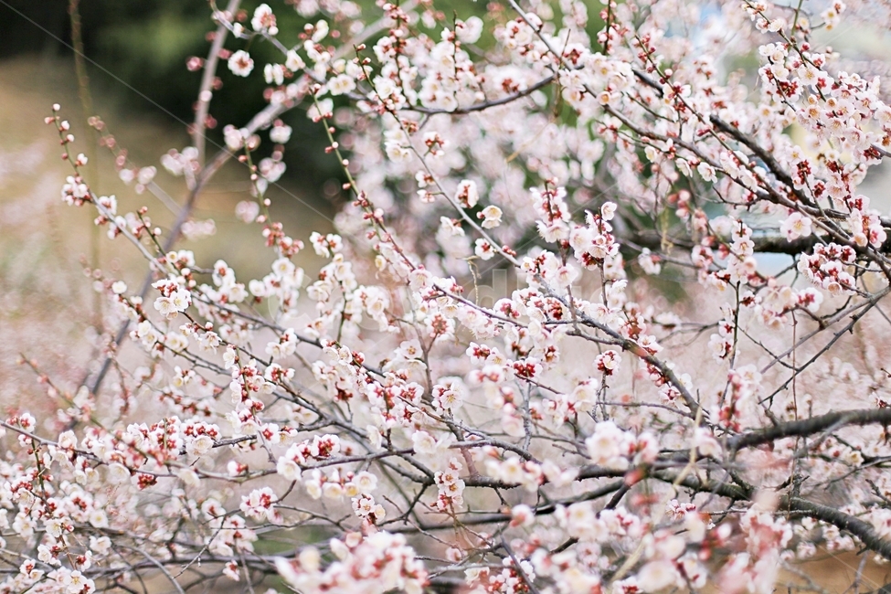 매화마을,매화꽃,매화,매화축제,하동,hadong,flower,꽃,봄,계절,spring,season,식물,자연,plants,nature,꽃,flower,plant,blossom
