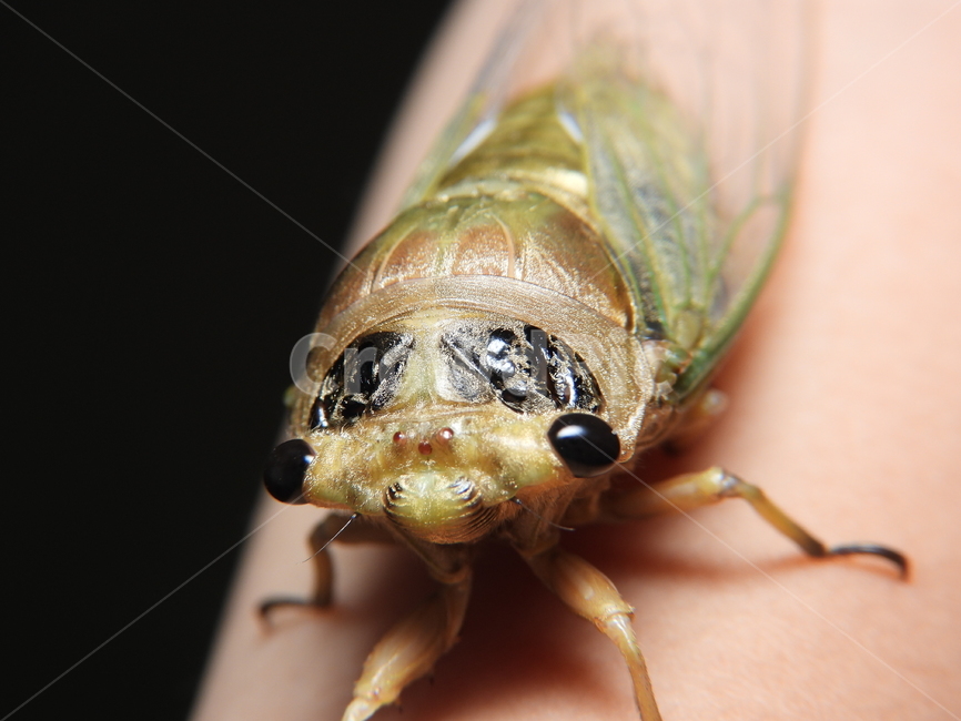 매미,곤충,동물,벌레,자연,손목,곤충,벌레,insect,bug