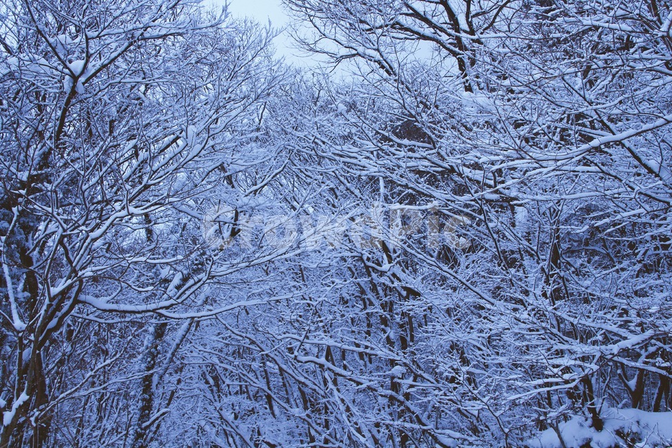 눈,나무,사려니숲,tree,sonw,배경화면,색감,아름다움,겨울,계절,winter,season,자연,풍경,nature,landscape,식물,plants,나무,trees,wood,감성,sensible,feeling,outdoors,옥외,snow,frost,서리