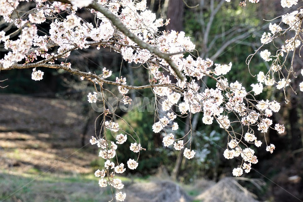 벚꽃,봄,꽃,나무,자연,식물,예쁨,아름다움,하얀색,분홍색,감성,느낌,nature,flower,spring,white,pink,beauty,emotion,feeling,trees,봄,계절,spring,season,꽃,flower,plant,blossom