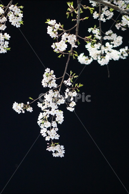 벗꽃,야경,가로등,흰색,빛,밤,봄,계절,spring,season,야경,밤,풍경,nightscape,night,landscape,식물,자연,plants,nature,꽃,flower,plant,blossom