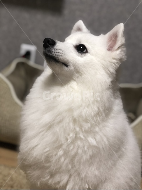 개,애완동물,동물,스피츠,흰색,하얀개,눈,기다림,간식,반려동물,강아지,간절함,동물,animal,포유류,mammal,개,강아지,dog,doggy