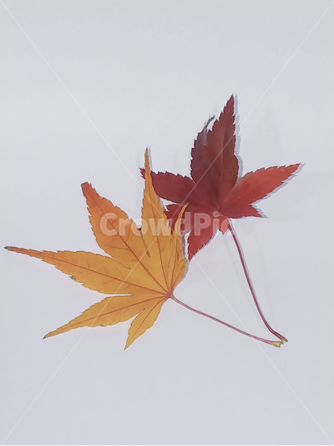 단풍잎,나뭇잎,가을,잎,낙엽,식물,autumn,leaf,leaves,maple,fall,plant,계절,season,가을,계절,fall,autumn,season,식물,자연,plants,nature