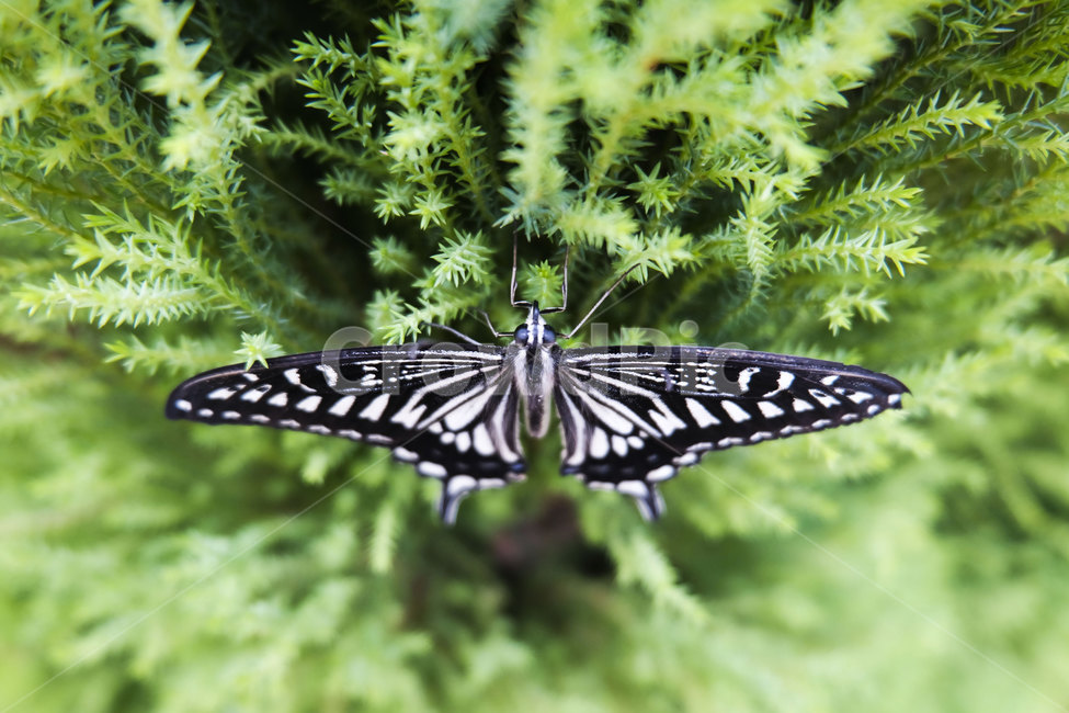 나비,자연,접사,butterfly,wings,nature,flying,season,6월,insect,곤충,jun