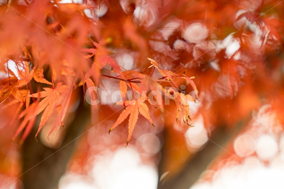 단풍,나무,꽃,가을,보케,가을,계절,fall,autumn,season,식물,자연,plants,nature,leaf,잎,plant,tree