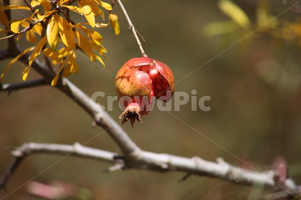 석류,열매,과일,식물,pomegranate,fruit,식물,자연,plants,nature,과일,열매,fruit