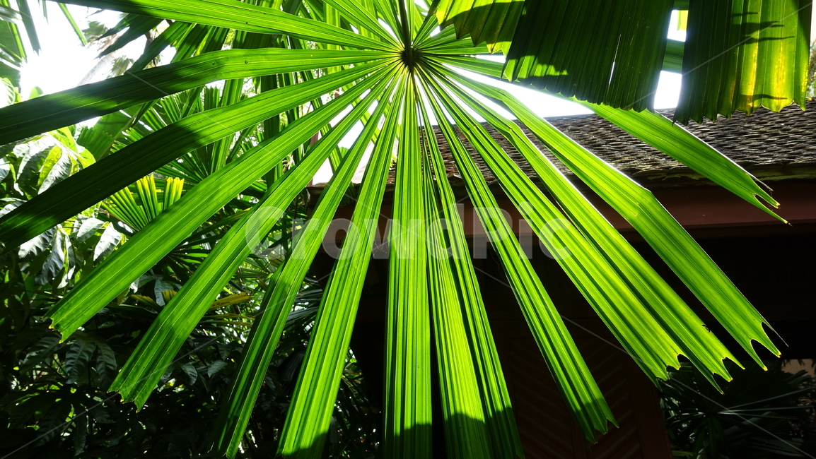 tropic,summer,green,초록,plant,식물,야자수,야자