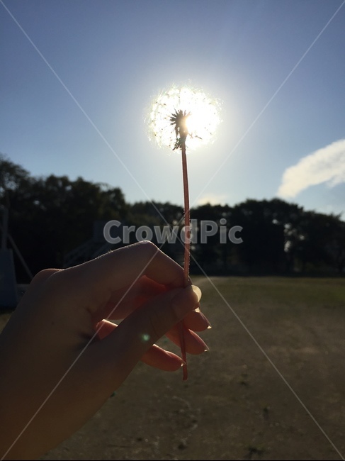 태양,민들레,자연,꽃,하늘