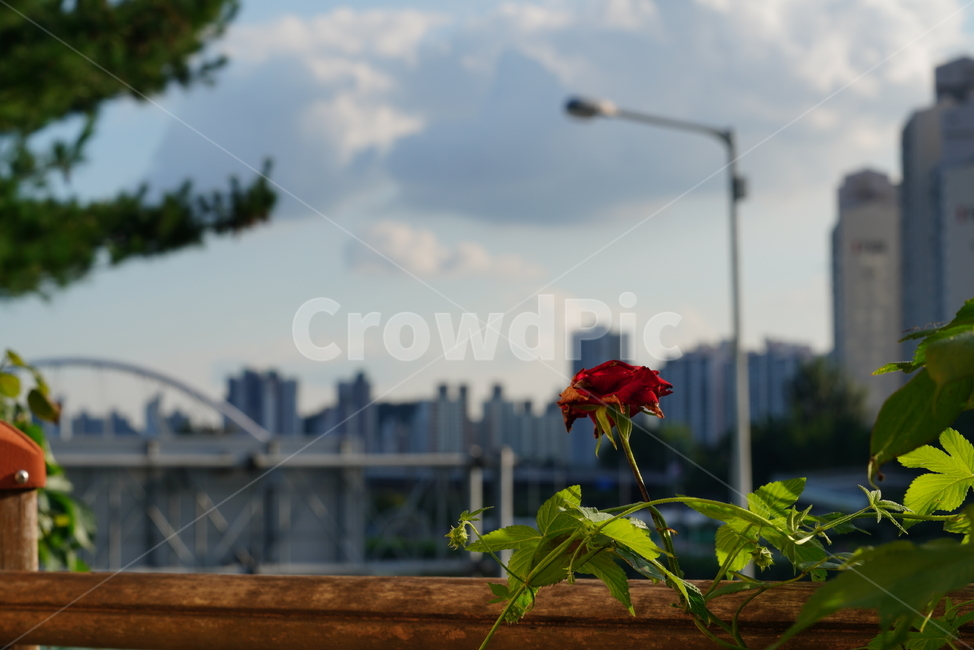 꽃,식물,생물,플라워,flower,red,식물,자연,plants,nature,꽃,flower