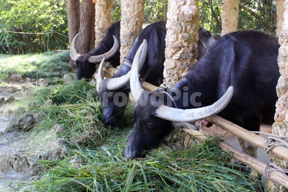 소,물소,동물,야생동물,뿔,야생,풀,여물,우리,울타리,가축,사육,cow,검은색,동물,animal,포유류,mammal