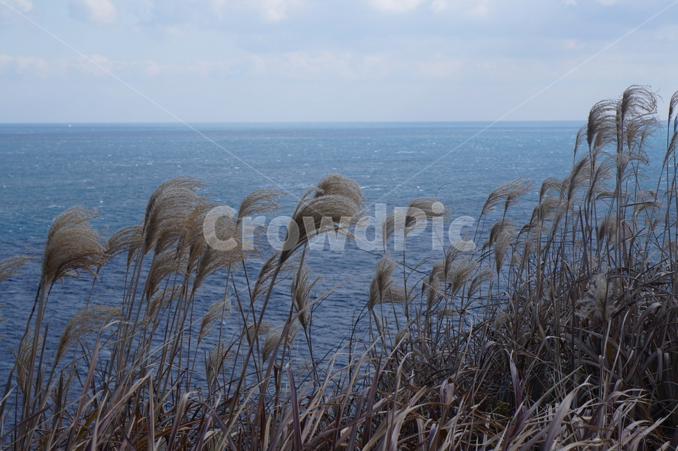 바람,제주도,한국,겨울,바다,겨울바다,하늘,파란,자연,풍경,nature,landscape,grass,잔디,plant,식물,lawn,animal,동물,bird,새
