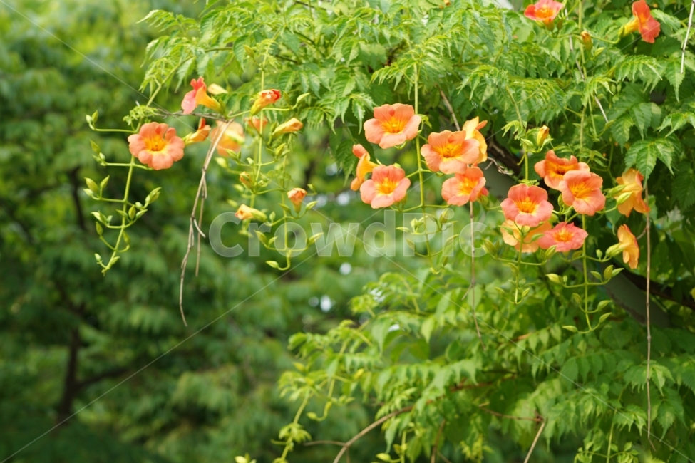 부천중앙공원,능소화,공원,꽃,풍경,식물,자연,plants,nature,꽃,flower