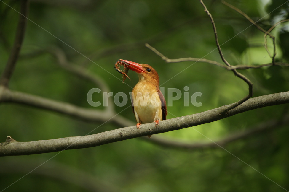 호반새,불새,먹이사냥,조류,새,동물,animal,조류,새,birds