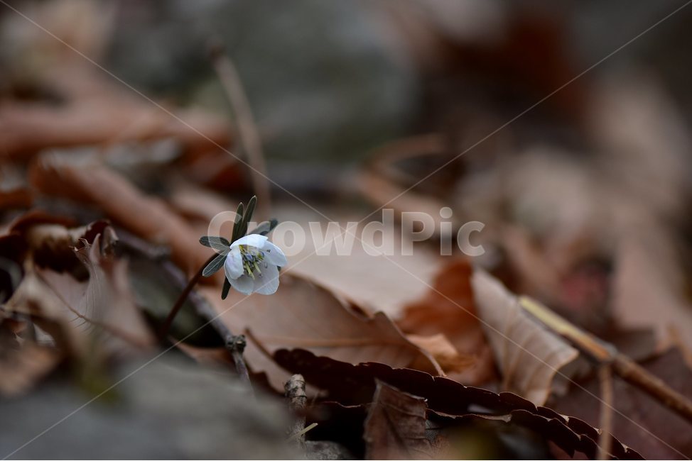 변산바람꽃,2018년,2월,야생화,꽃,생태,식물,자연,들꽃,산꽃,봄,감성,힐링,플라워,계절,시즌,wild,Flower,plants,nature,spring,season,배경,나무,목본,풀,초본,미나리아재비과,너도바람꽃속,flower,생태사진,봄꽃,거제도,봄,계절,spring,season,식물,자연,plants,nature,꽃,flower,plant