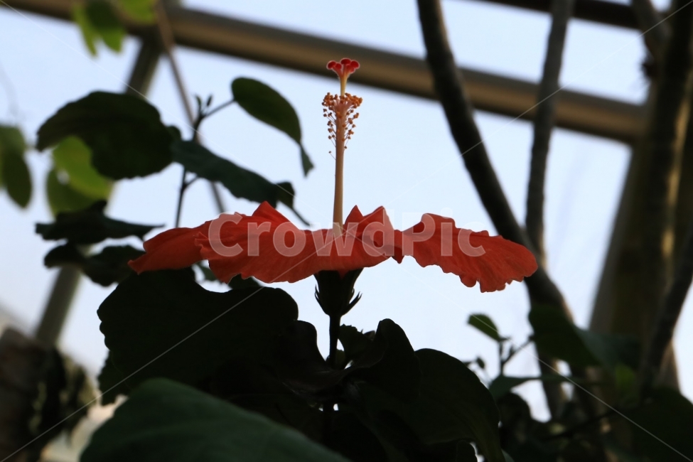 접사,꽃,열대,flower,꽃사진,식물,자연,plants,nature,꽃,flower